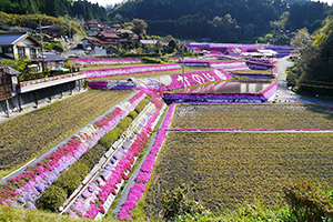 周南大道理の芝桜